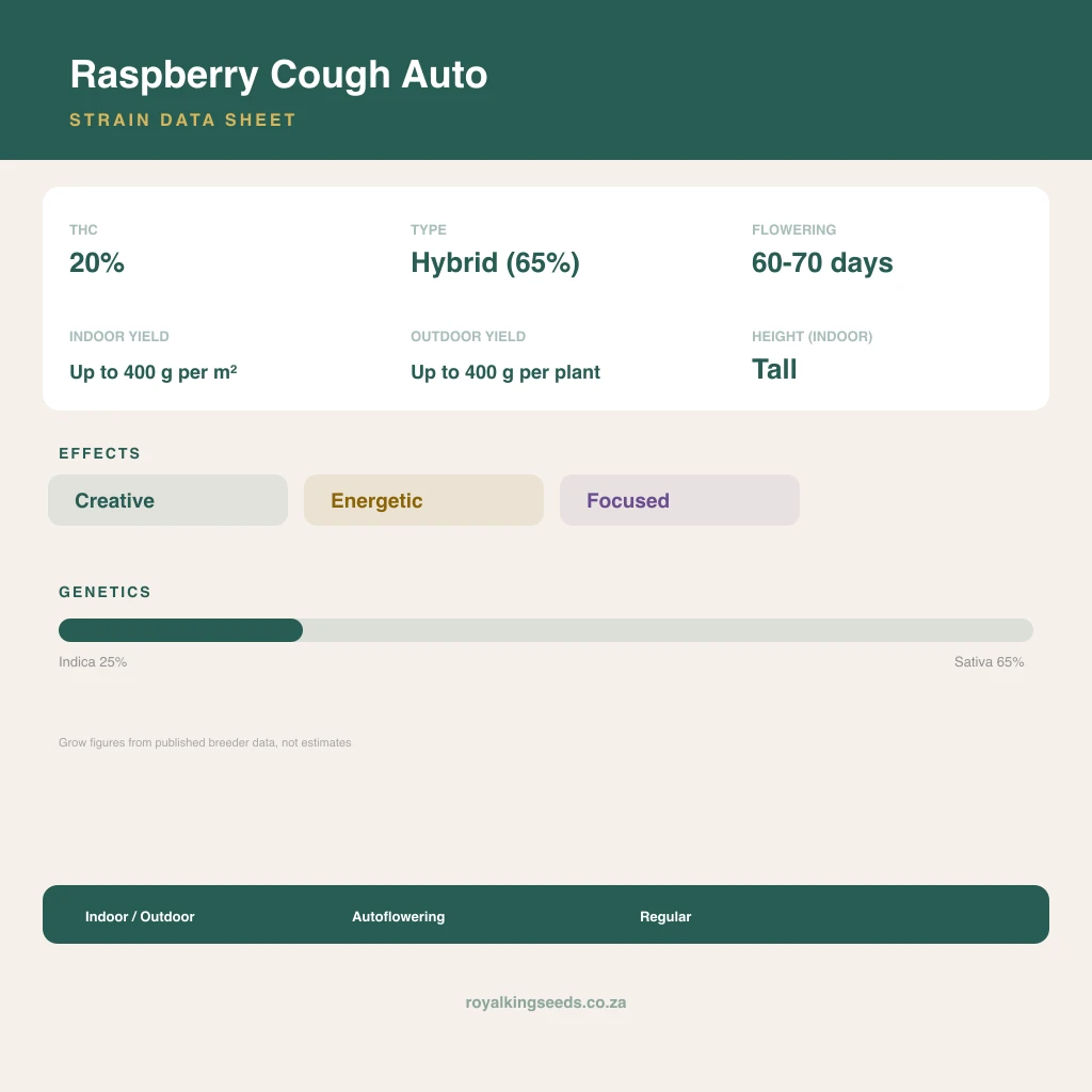 Raspberry Cough 28% indica / 72% sativa flower with visible trichomes