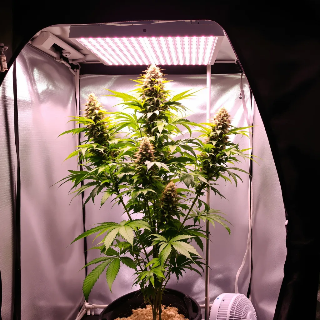 Red Congolese cannabis plant in flowering stage — Short autoflower