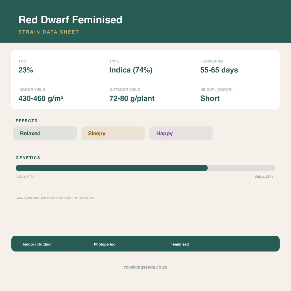 Red Dwarf 74% indica / 26% sativa flower with visible trichomes