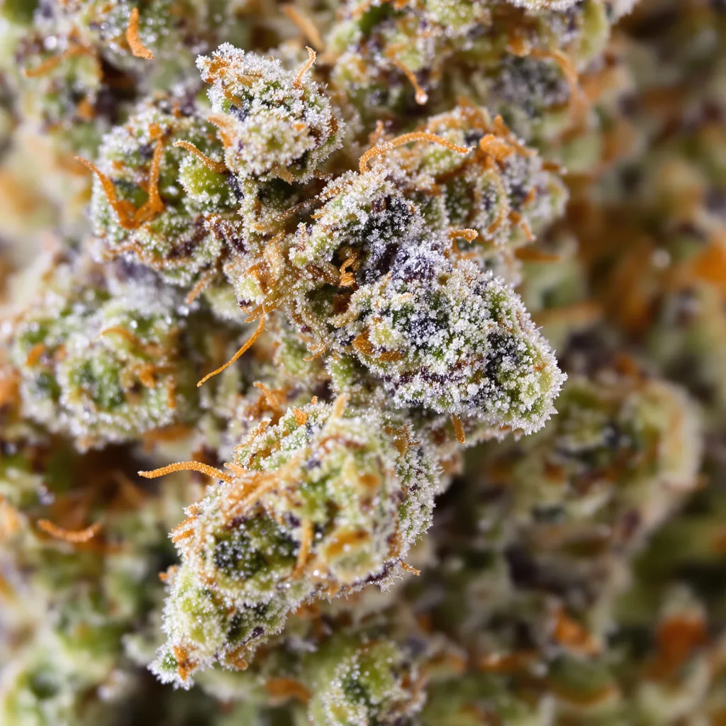 Redwood Kush cannabis bud close-up showing balanced bud structure with frosted trichomes
