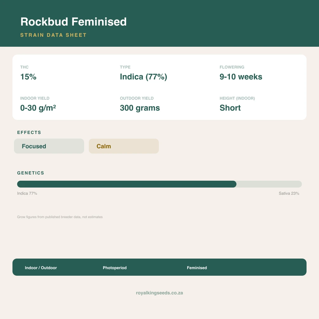Rockbud 77% indica / 23% sativa flower with visible trichomes