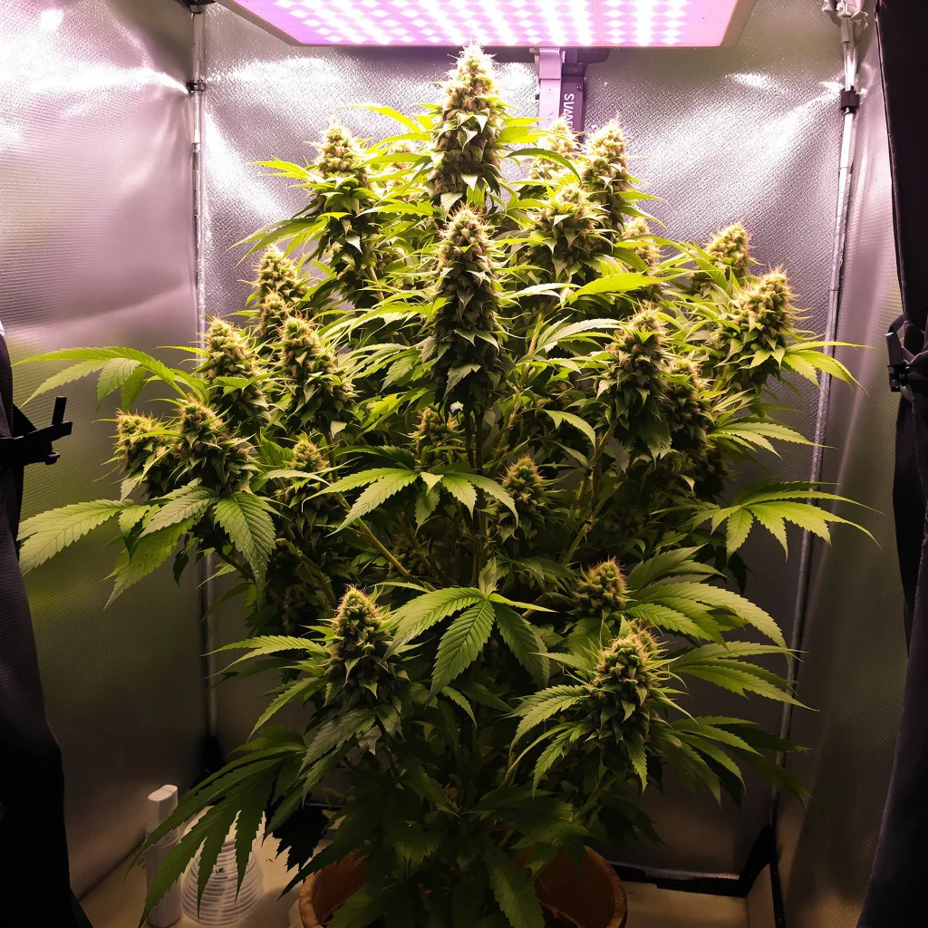 Rocklock cannabis plant in flowering stage — Medium feminised