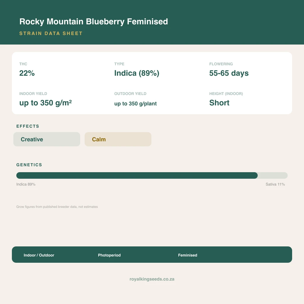 Rocky Mountain Blueberry 89% indica / 11% sativa flower with visible trichomes
