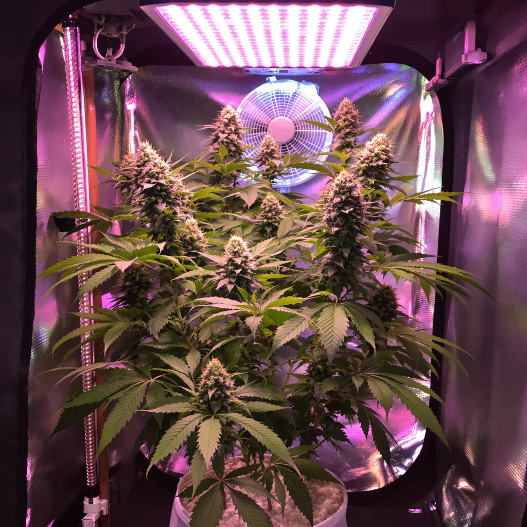 Rollex OG Kush cannabis plant in flowering stage — Tall feminised