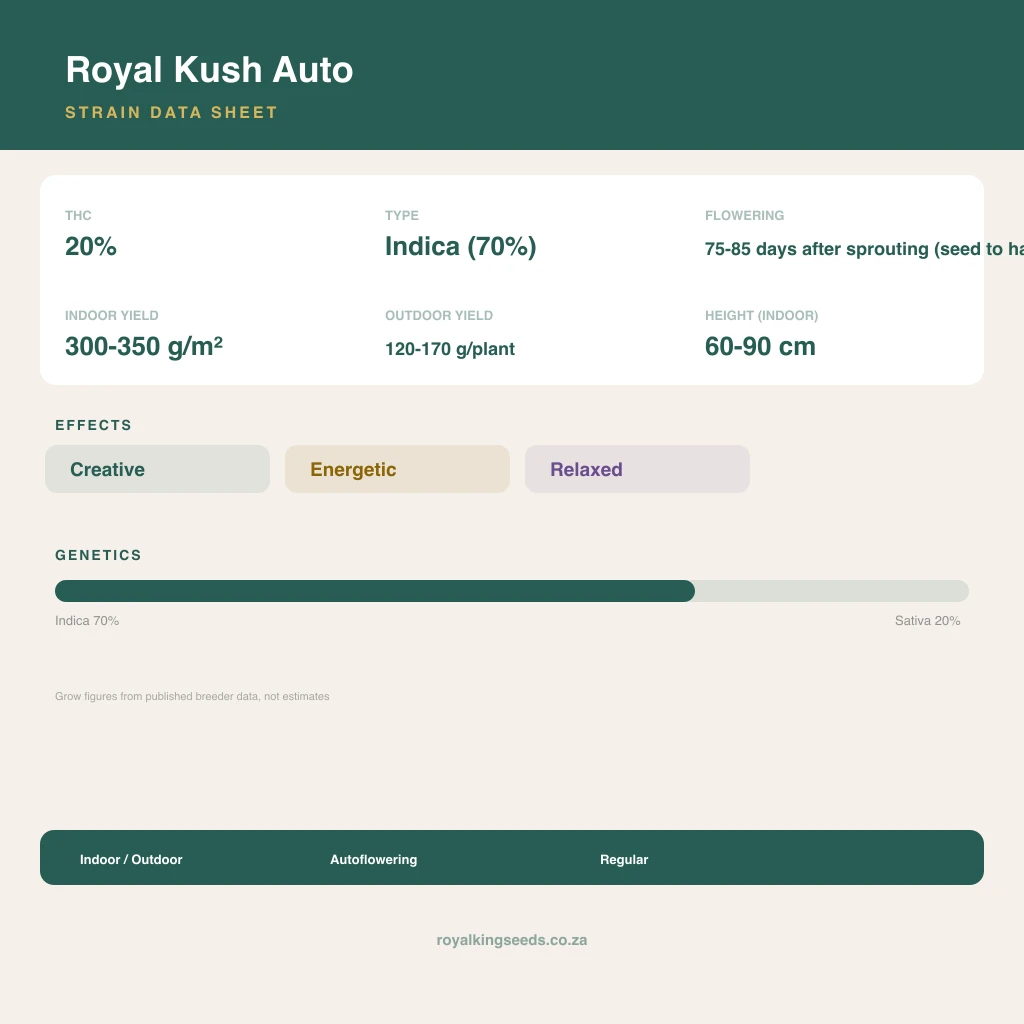 Royal Kush 78% indica / 22% sativa flower with visible trichomes