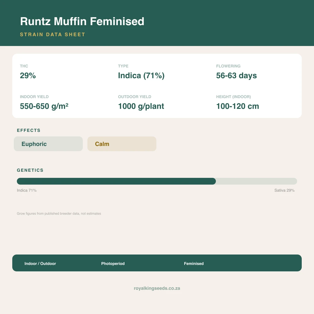 Runtz Muffin 71% indica / 29% sativa flower with visible trichomes