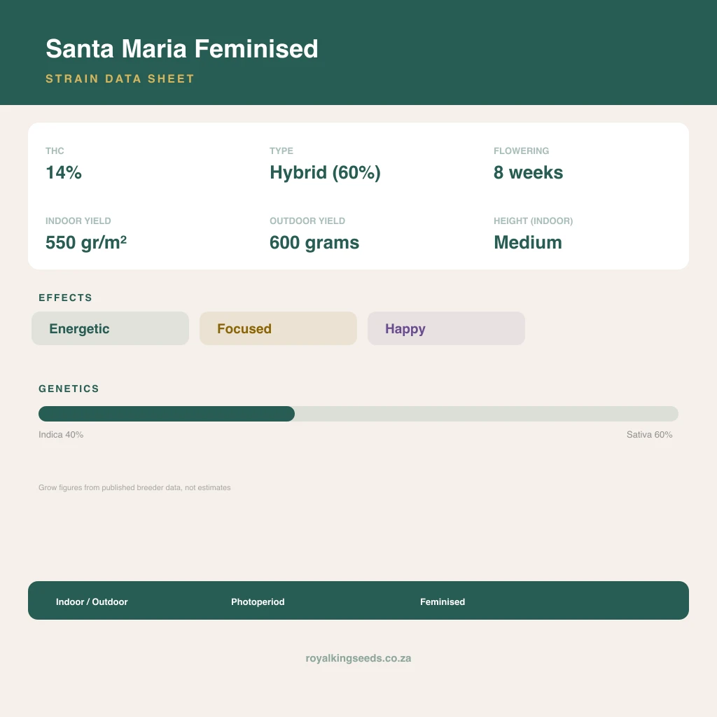 Santa Maria 40% indica / 60% sativa flower with visible trichomes