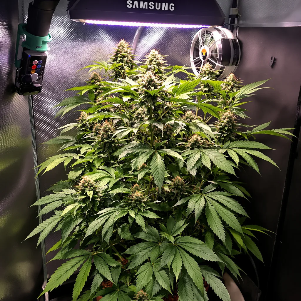Sensi Star cannabis plant in flowering stage — Short feminised