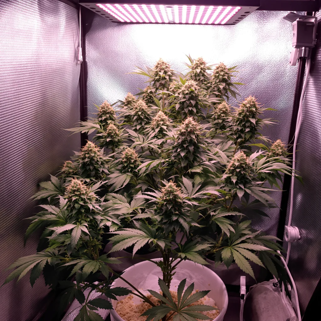 Shark Shock cannabis plant in flowering stage — Short feminised