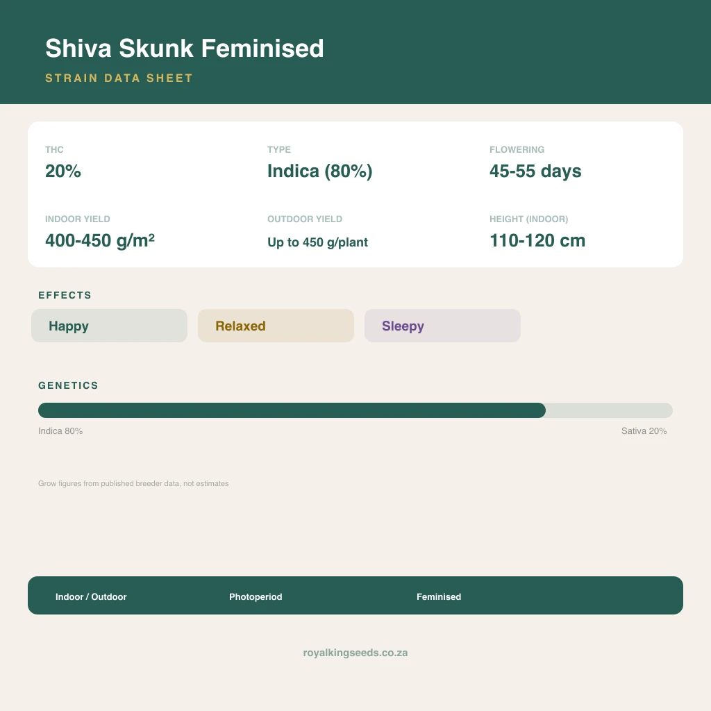 Shiva Skunk 80% indica / 20% sativa flower with visible trichomes