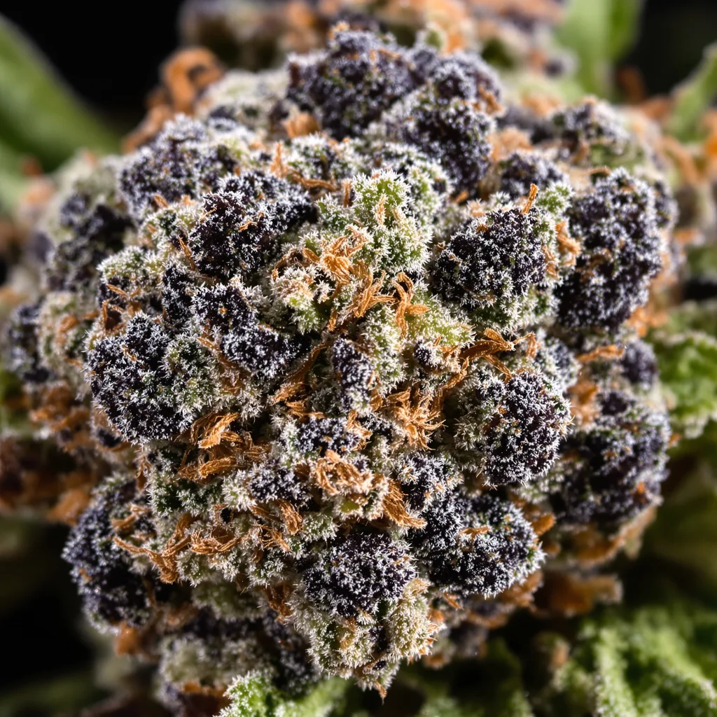 Shiva Skunk cannabis bud close-up showing dense purple-tinged calyxes