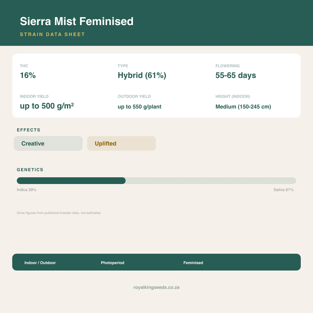 Sierra Mist 39% indica / 61% sativa flower with visible trichomes