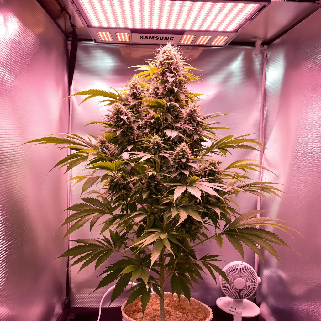 Silverback Gorilla cannabis plant in flowering stage — 90-120 cm. Medium autoflower