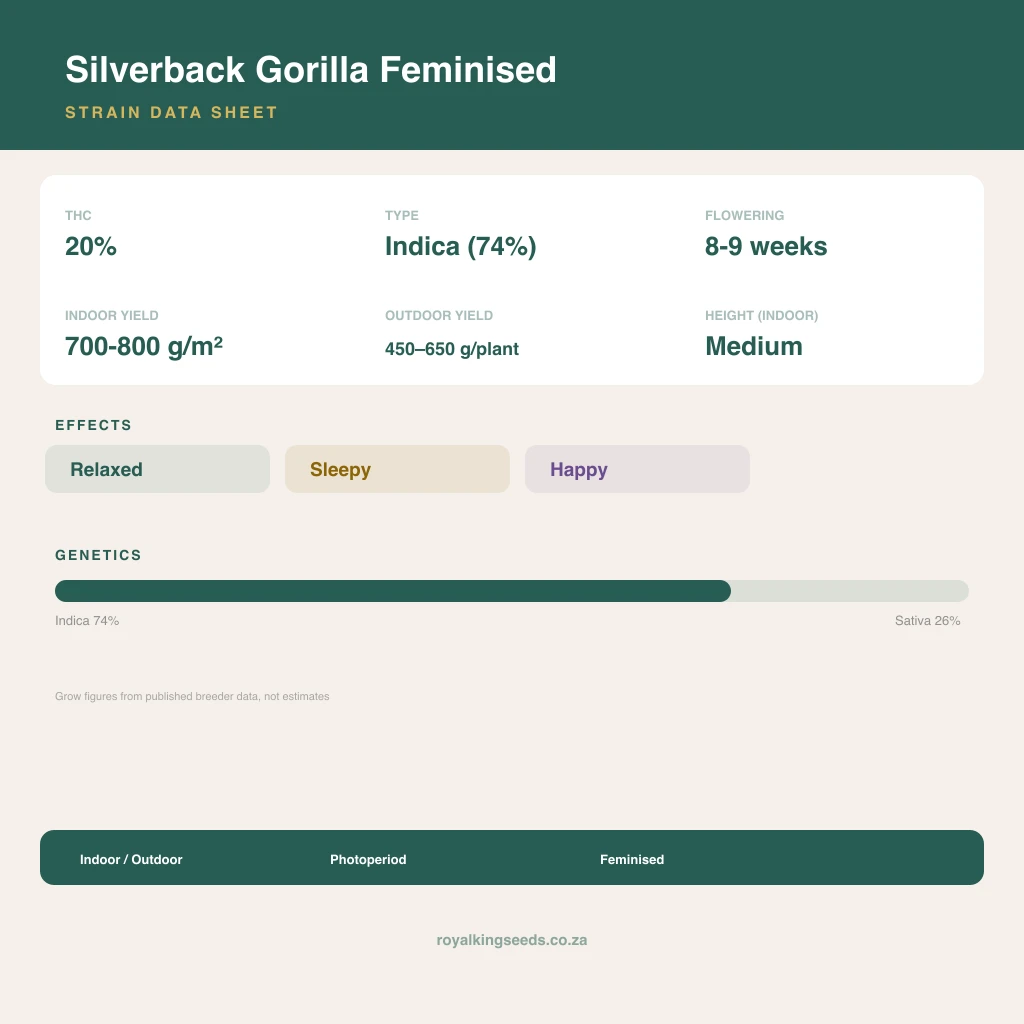Silverback Gorilla 74% indica / 26% sativa flower with visible trichomes