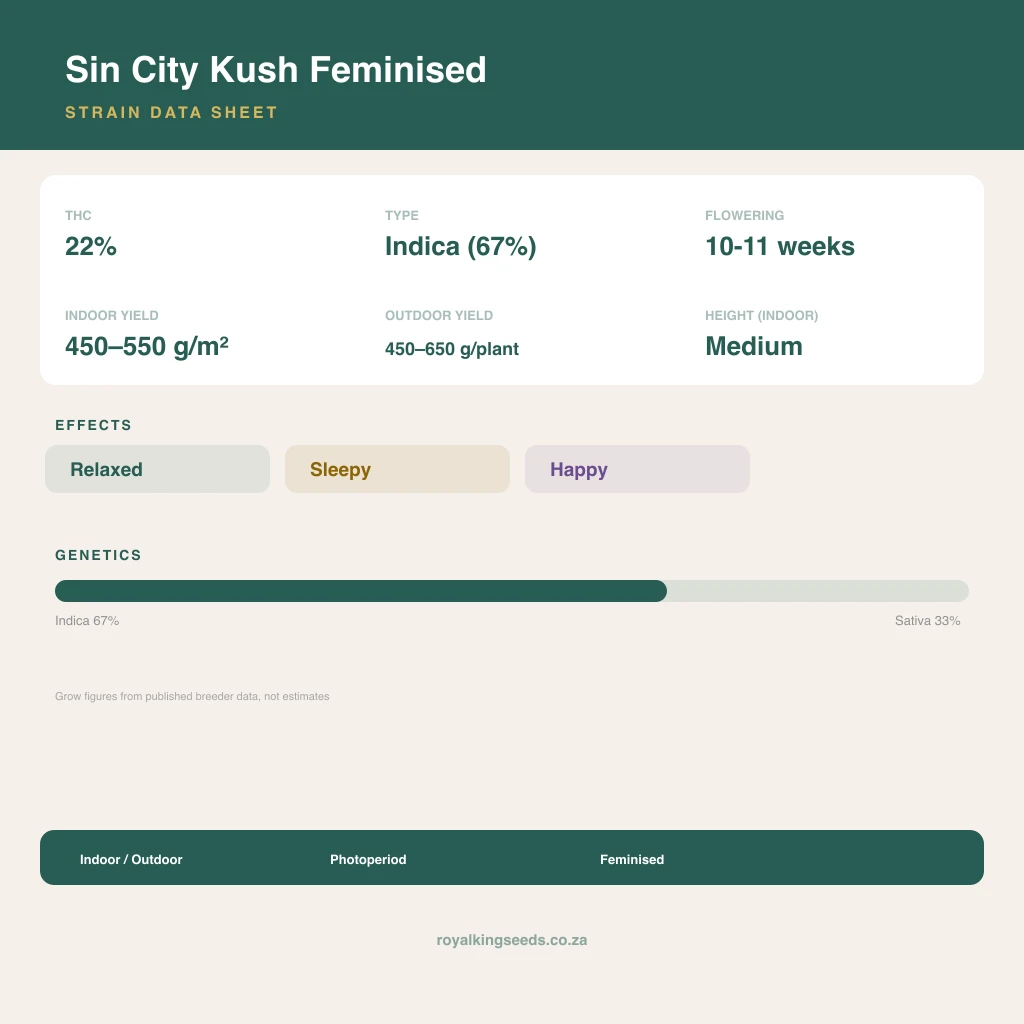 Sin City Kush 67% indica / 33% sativa flower with visible trichomes