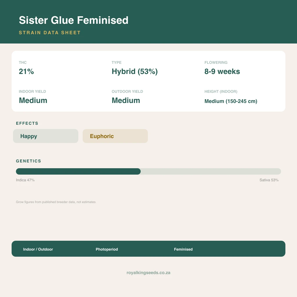 Sister Glue 47% indica / 53% sativa flower with visible trichomes