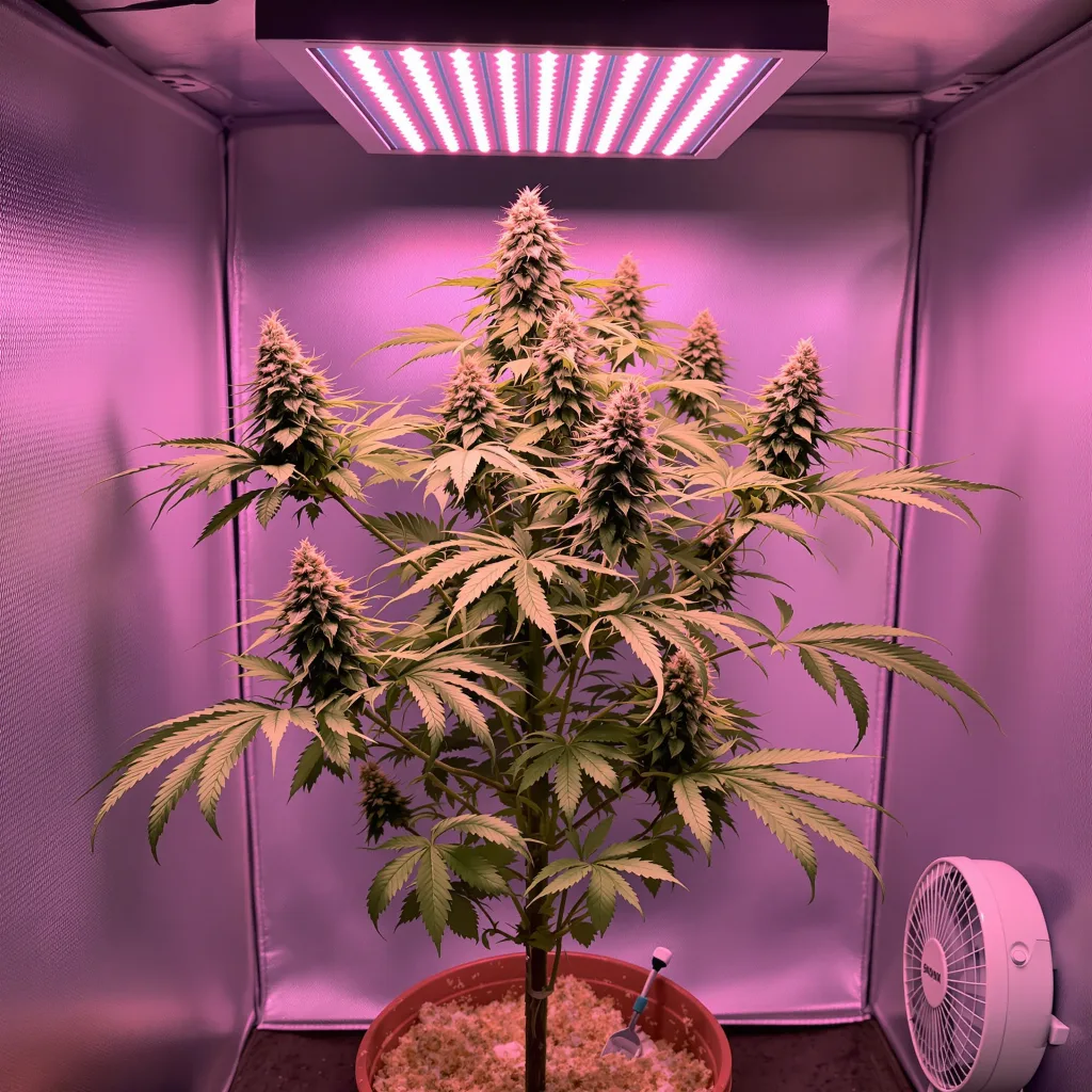 Smelliot cannabis plant in flowering stage — 90-120 cm. Medium autoflower