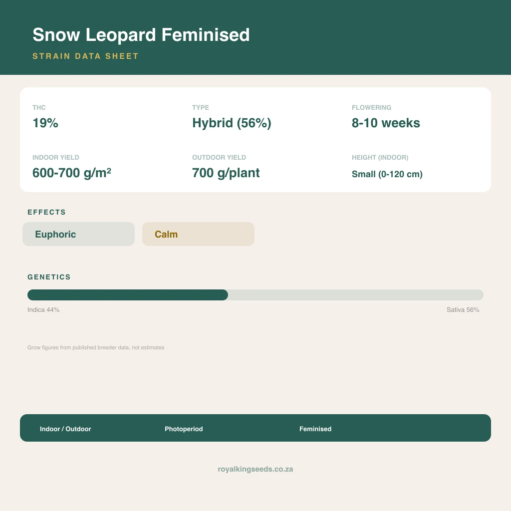 Snow Leopard 44% indica / 56% sativa flower with visible trichomes