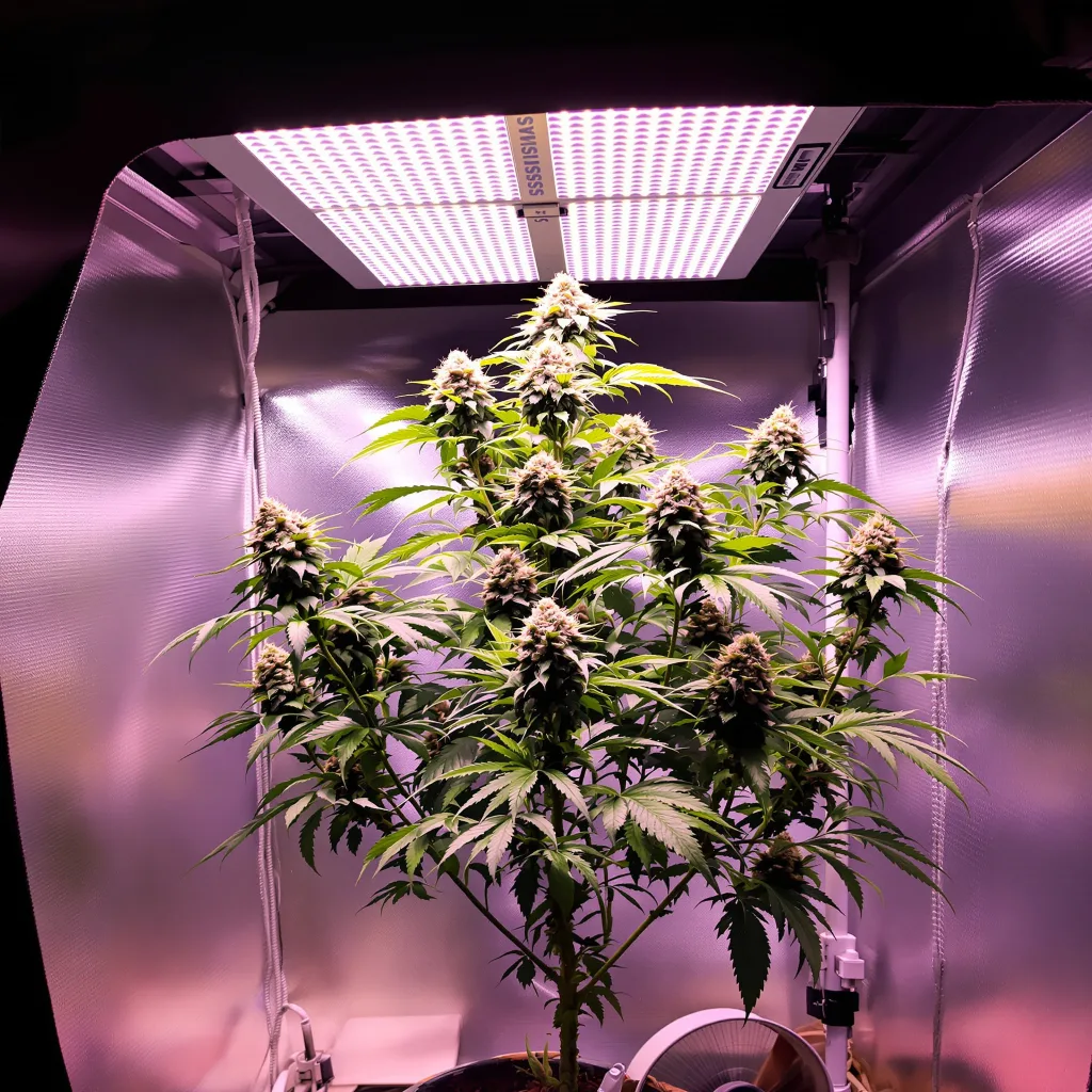 Snowcap cannabis plant in flowering stage — Tall feminised