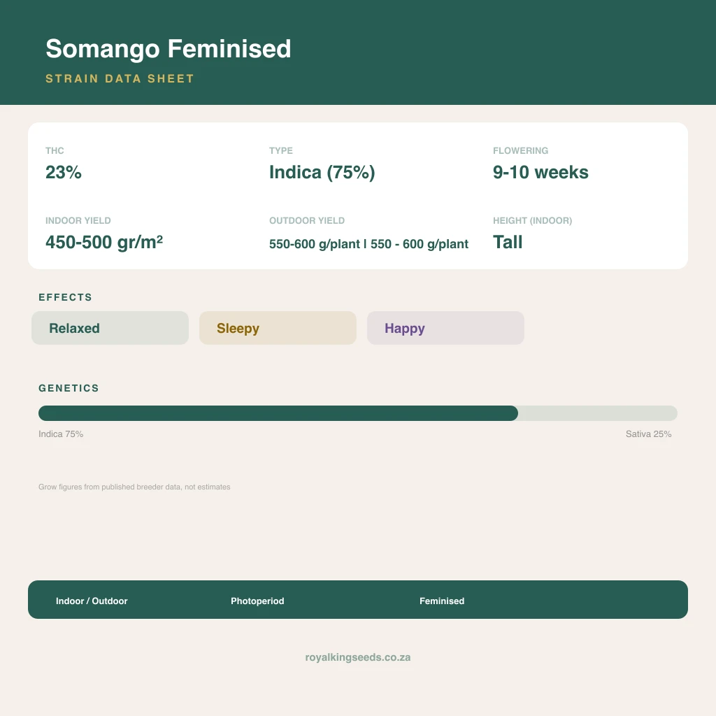 Somango 75% indica / 25% sativa flower with visible trichomes