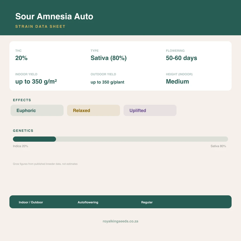 Sour Amnesia 20% indica / 80% sativa flower with visible trichomes