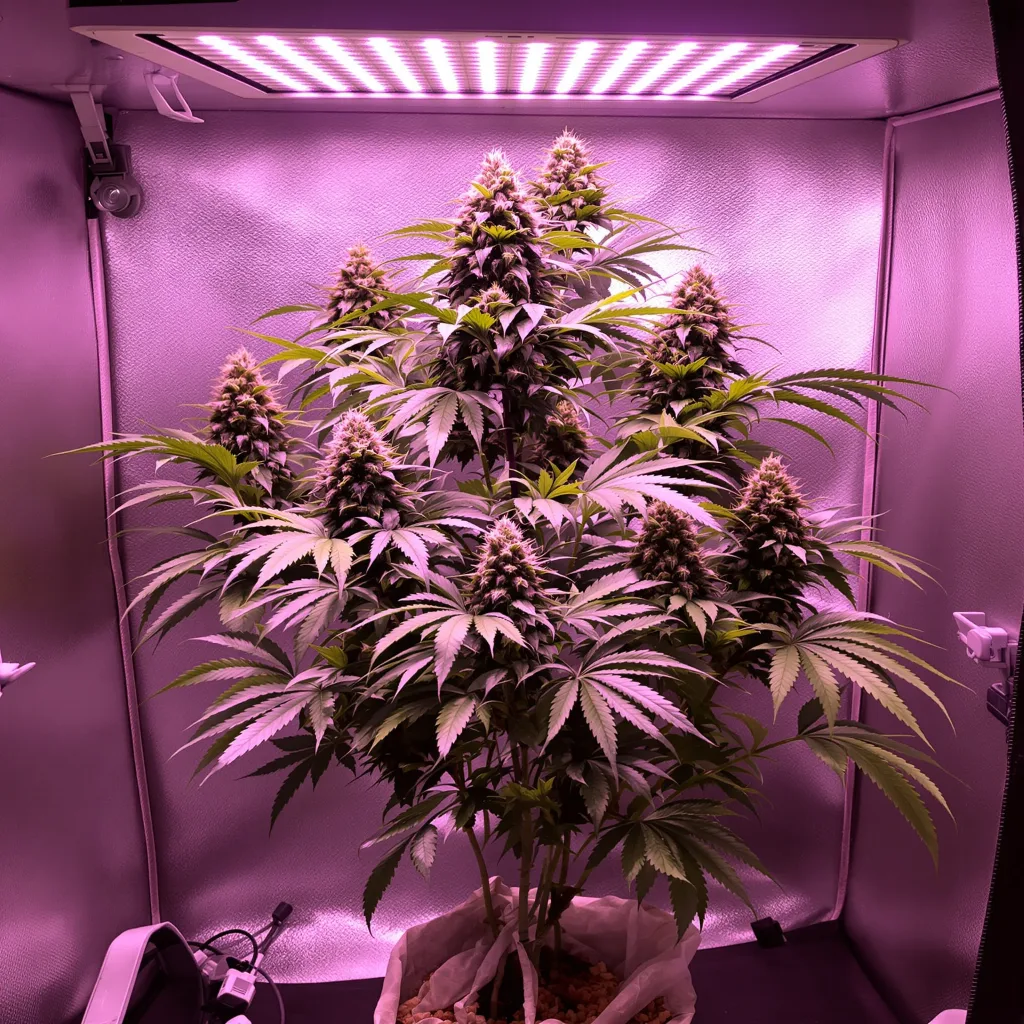 Sour Cheese cannabis plant in flowering stage — 70–110 cm autoflower