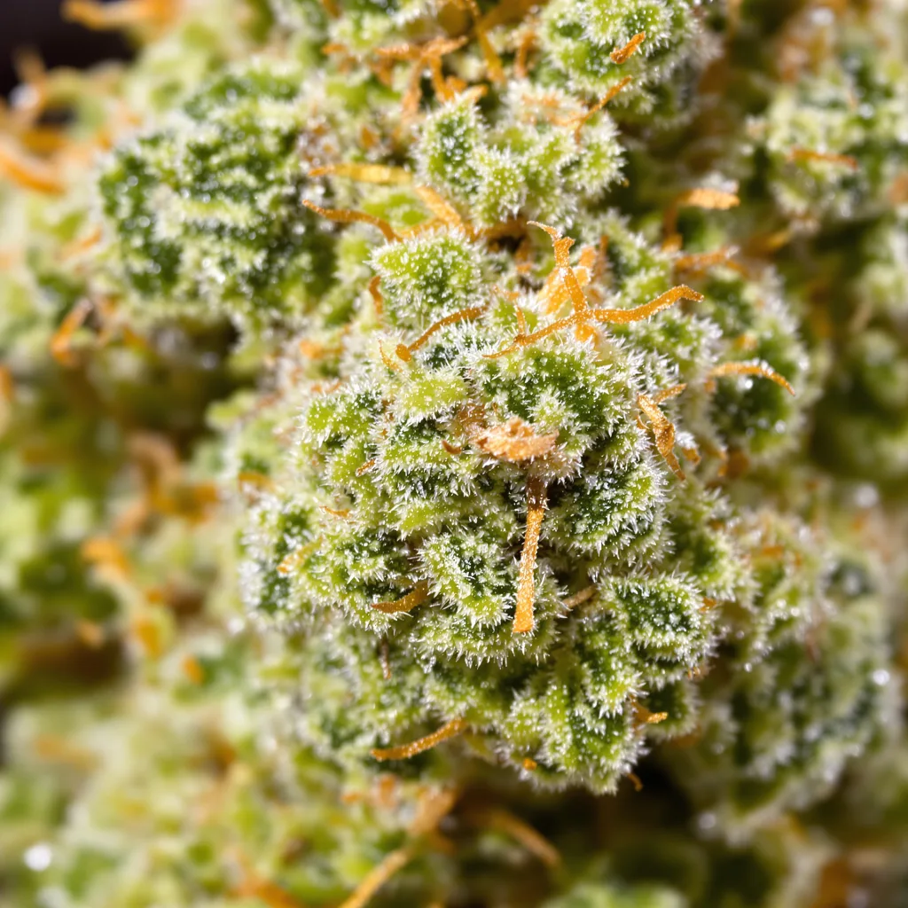 Sour Cream cannabis bud close-up showing lime-green airy structure