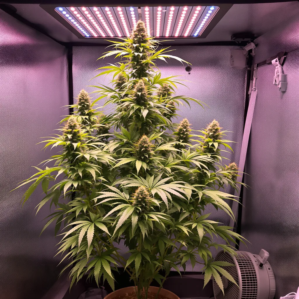 Sour Diesel cannabis plant in flowering stage — 100-120 cm feminised