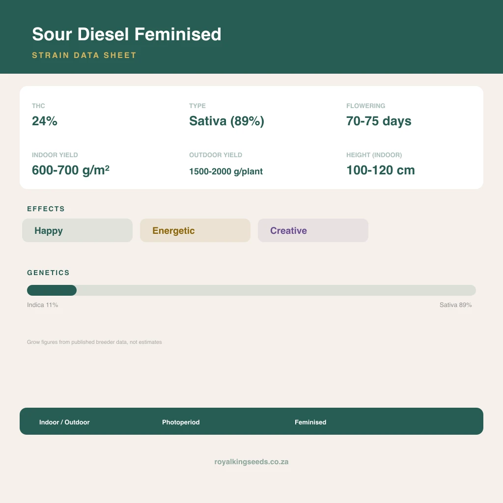 Sour Diesel 11% indica / 89% sativa flower with visible trichomes