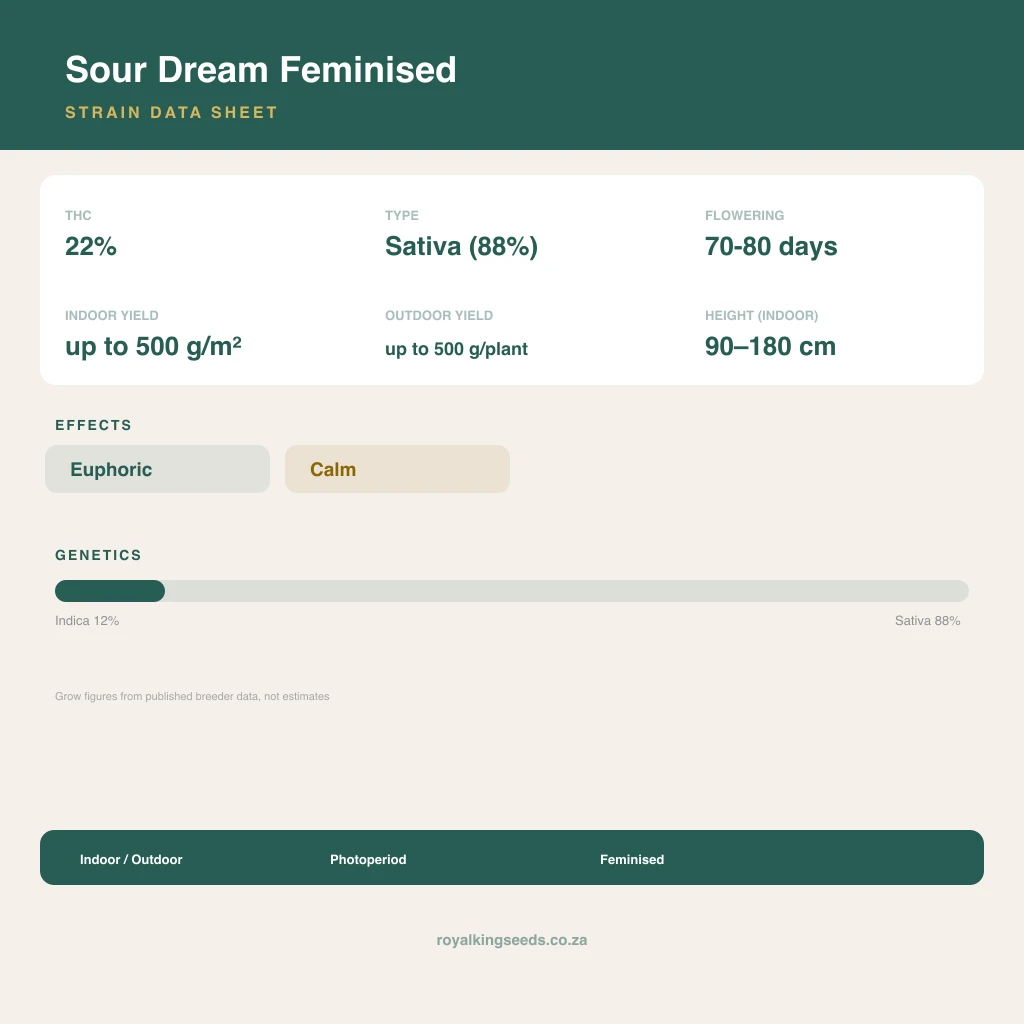Sour Dream 12% indica / 88% sativa flower with visible trichomes