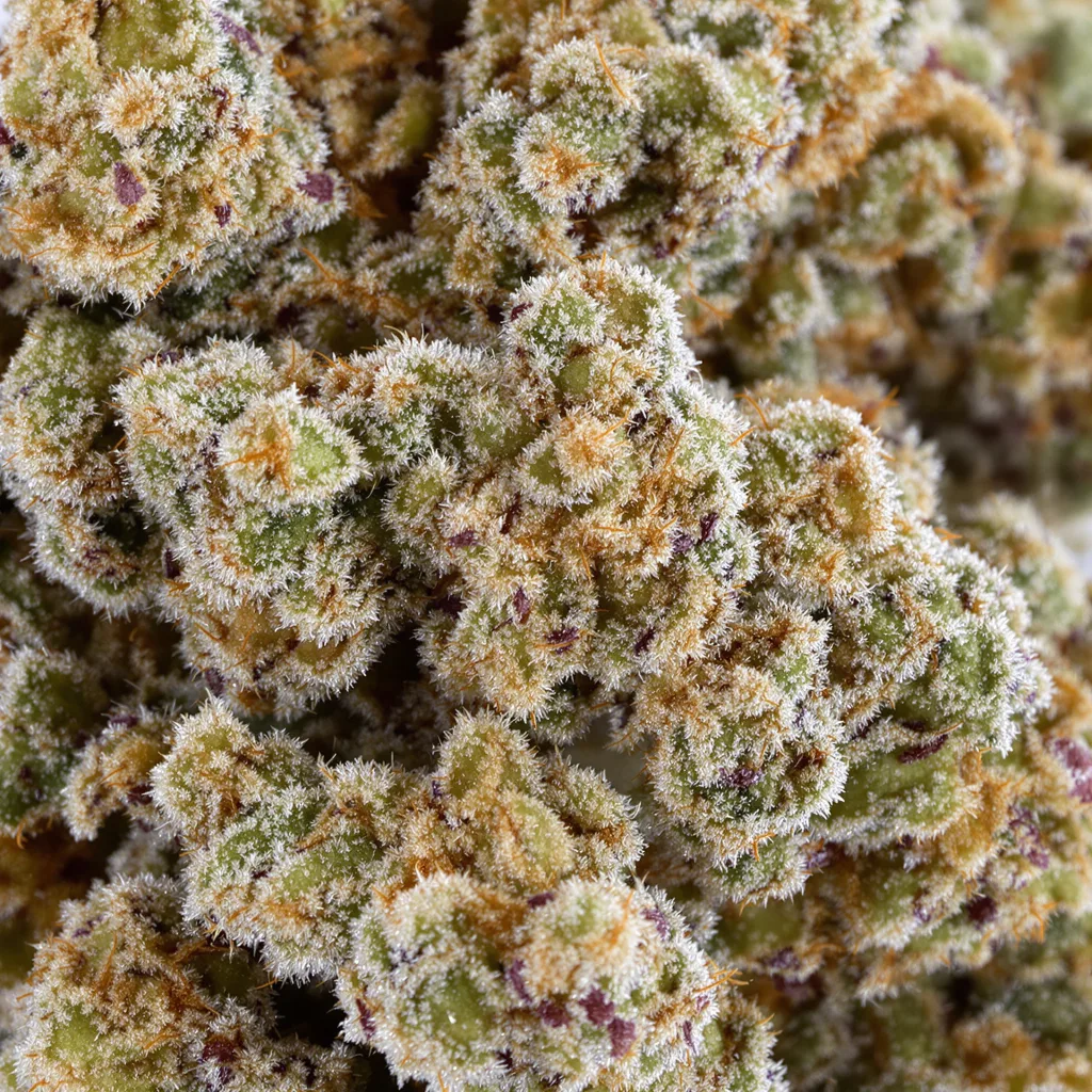 Sour Girl cannabis bud close-up showing balanced bud structure with frosted trichomes