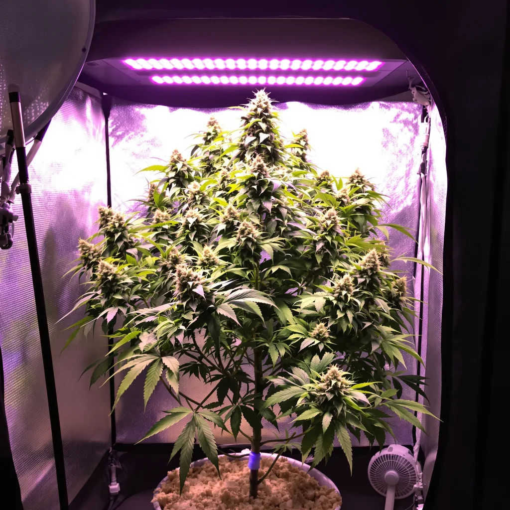 Sour Grape cannabis plant in flowering stage — Small (0-120 cm) feminised