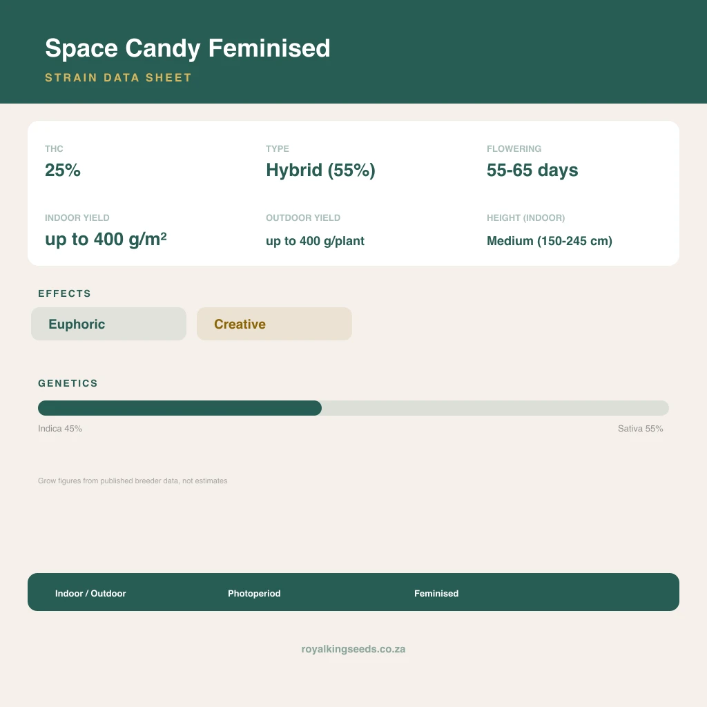 Space Candy 45% indica / 55% sativa flower with visible trichomes