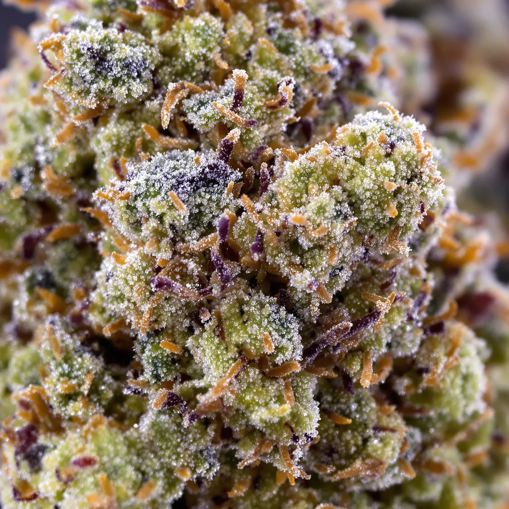 Strawberry Cheese cannabis bud close-up showing balanced bud structure with frosted trichomes