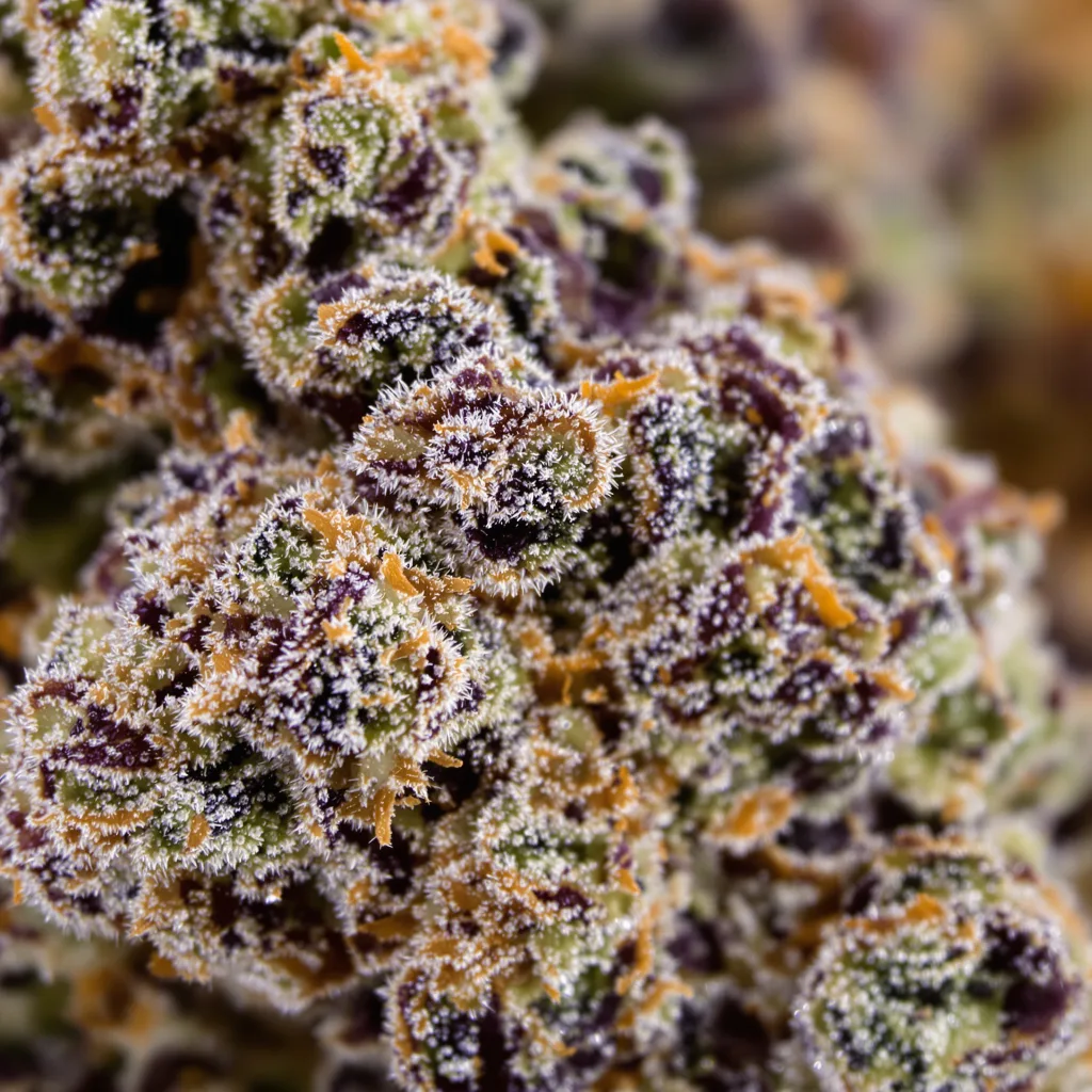 Strawberry Cheesecake cannabis bud close-up showing dense purple-tinged calyxes