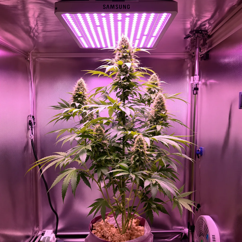 Strawberry Cough cannabis plant in flowering stage — Medium feminised