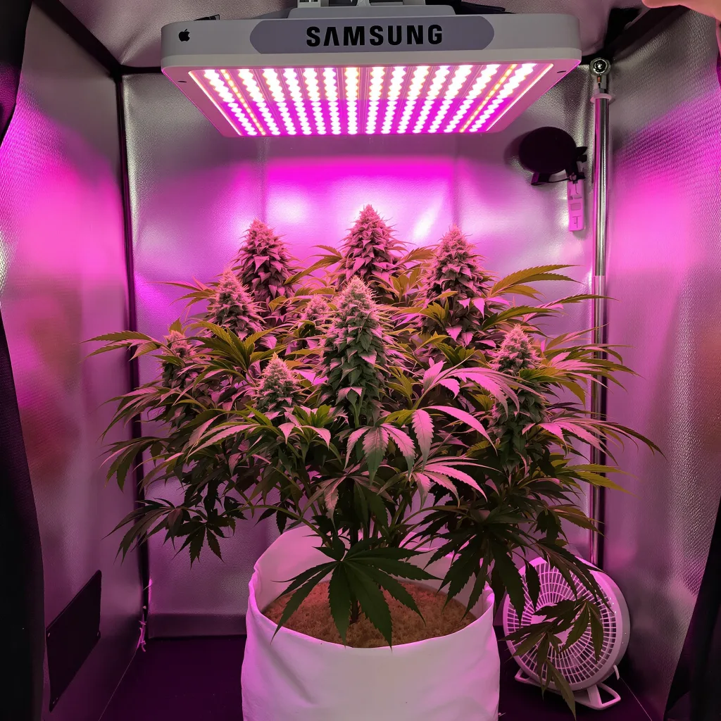Strawberry Gorilla cannabis plant in flowering stage — 100-150 cm autoflower