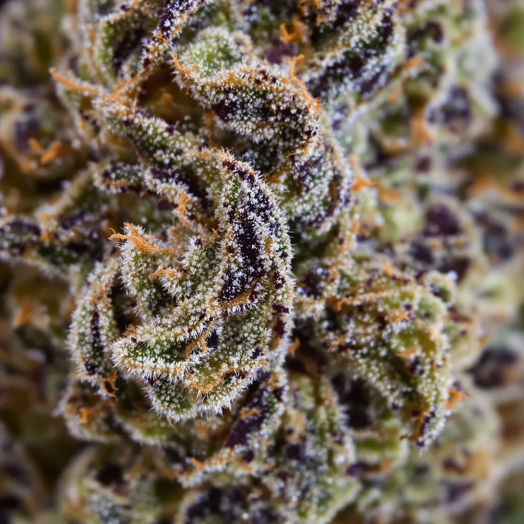Super Blue Dream cannabis bud close-up showing dense purple-tinged calyxes