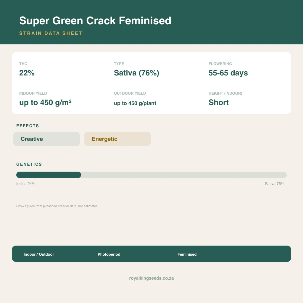 Super Green Crack 24% indica / 76% sativa flower with visible trichomes