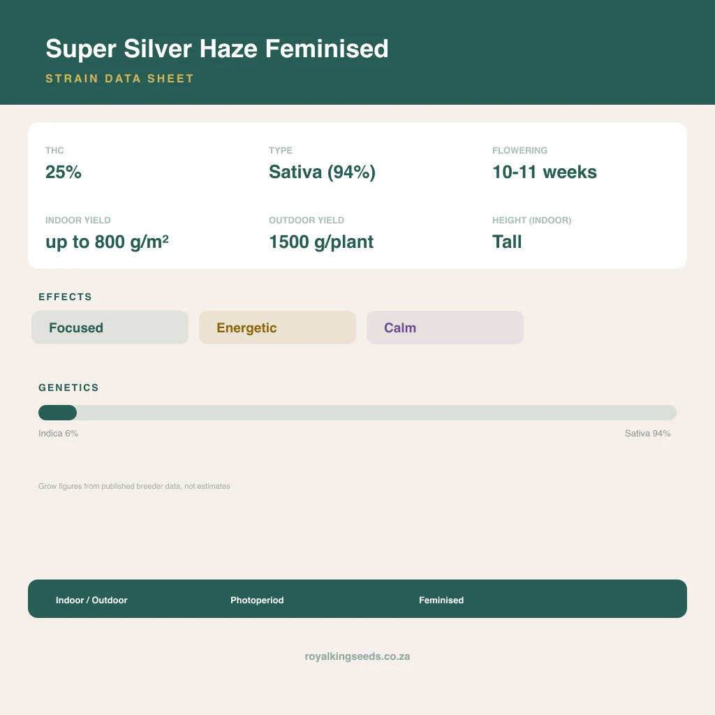 Super Silver Haze 6% indica / 94% sativa flower with visible trichomes