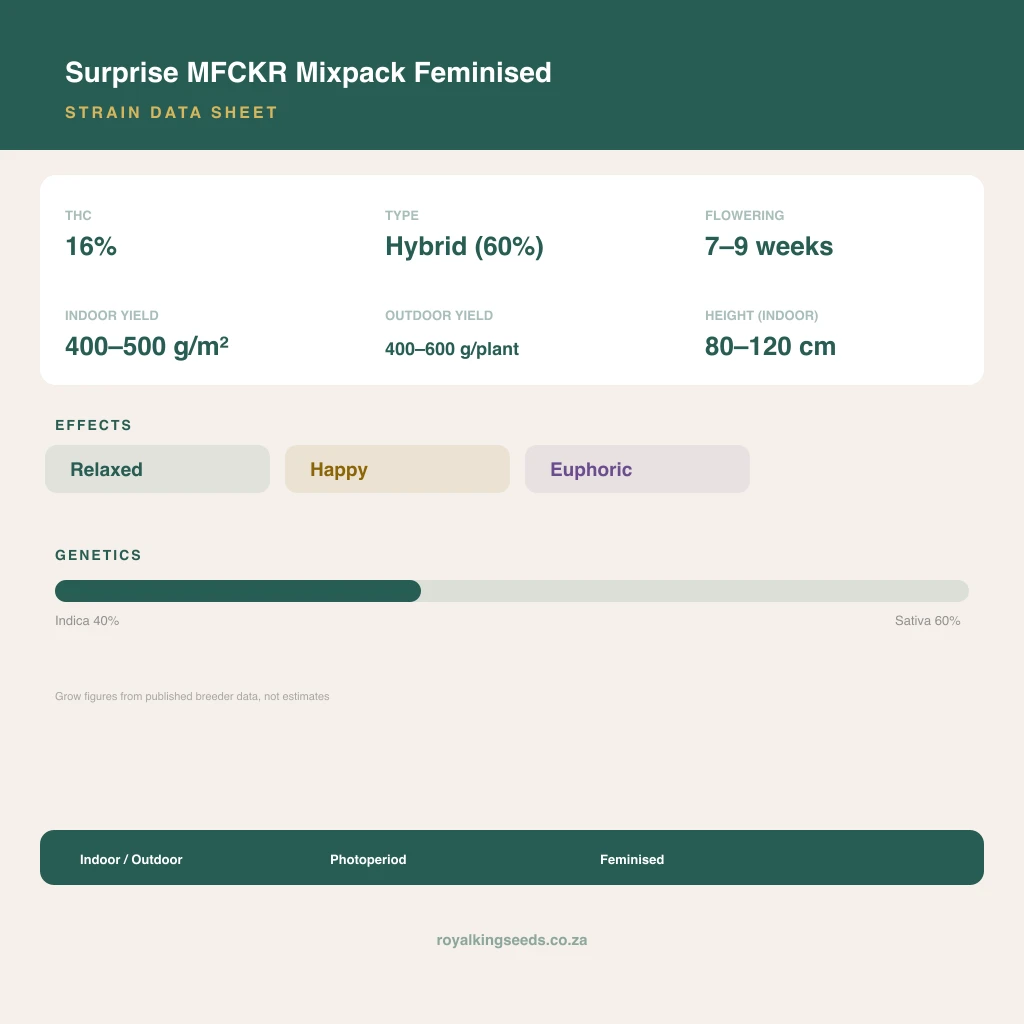 Surprise MFCKR Mixpack 40% indica / 60% sativa flower with visible trichomes