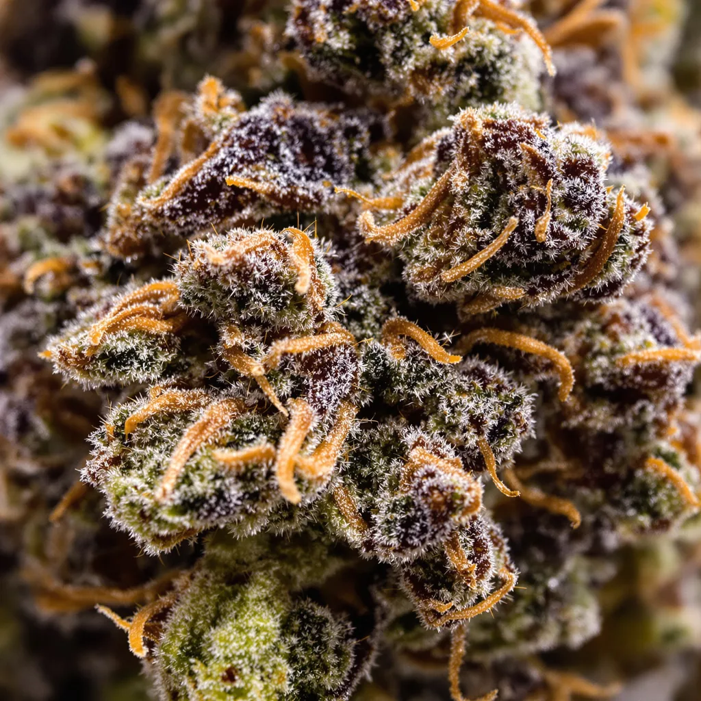 Sweet and Sour Widow cannabis bud close-up showing dense purple-tinged calyxes