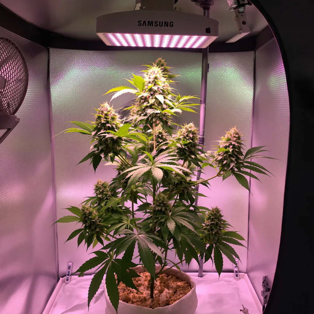 Sweet Dream cannabis plant in flowering stage — Short feminised