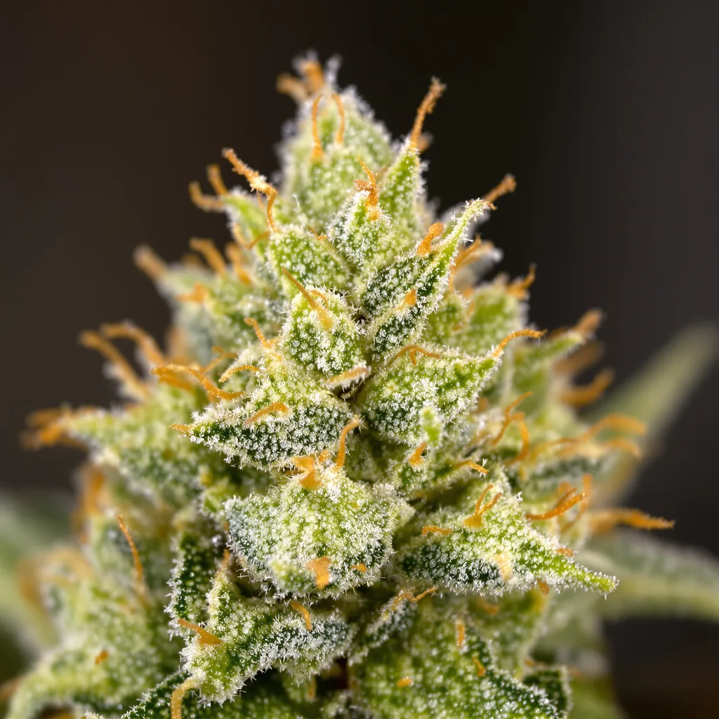 Sweet Island cannabis bud close-up showing lime-green airy structure