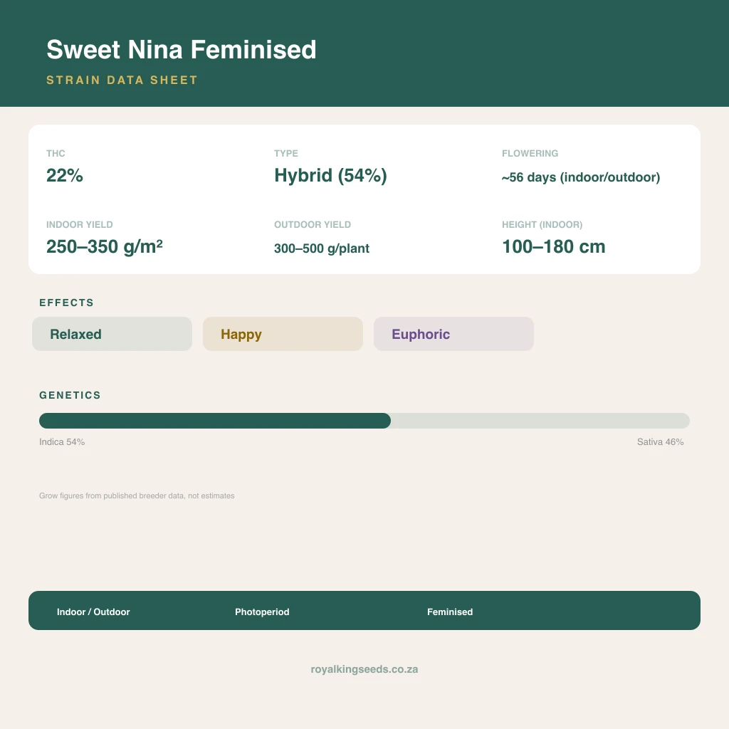Sweet Nina 54% indica / 46% sativa flower with visible trichomes