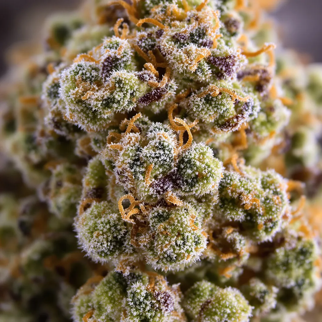 Tahoe OG Kush cannabis bud close-up showing dense forest-green nugs