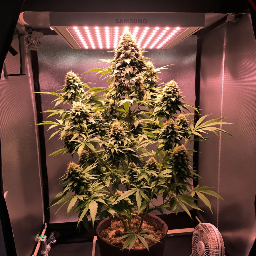 Tahoe OG Kush cannabis plant in flowering stage — Medium feminised