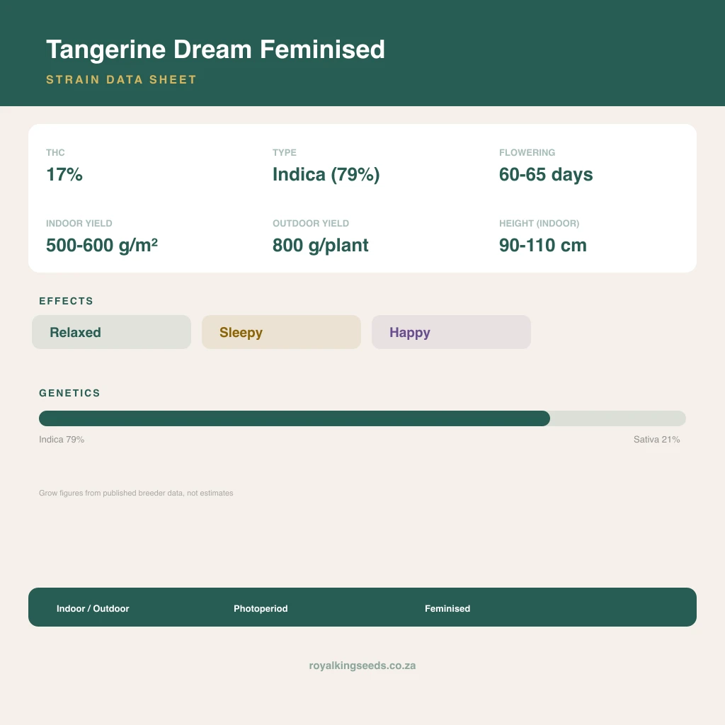 Tangerine Dream 79% indica / 21% sativa flower with visible trichomes