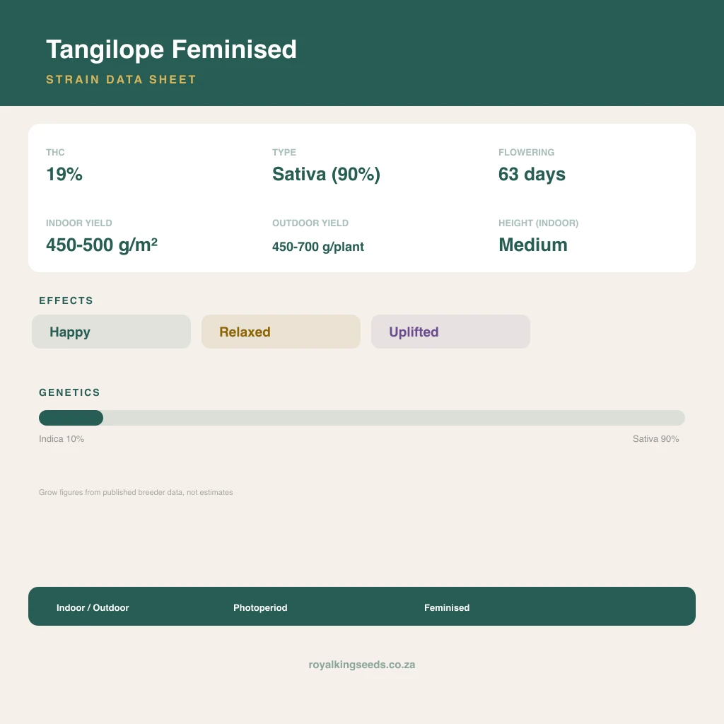 Tangilope 10% indica / 90% sativa flower with visible trichomes