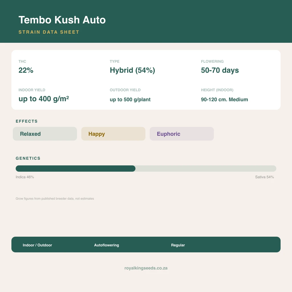 Tembo Kush 46% indica / 54% sativa flower with visible trichomes